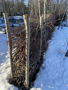 some very tall trees in the snow by some bushes and branches with no leaves on them