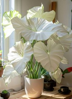 white flowers in a vase sitting on a wooden table next to a potted plant