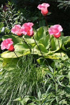 some pink flowers are in the middle of green grass and plants with large leaves around them