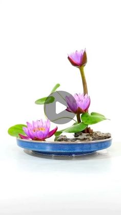 two pink water lilies in a blue bowl with rocks and gravel on the bottom