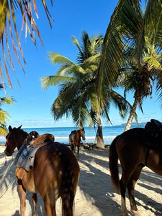 horses on the beach with palm trees in the background