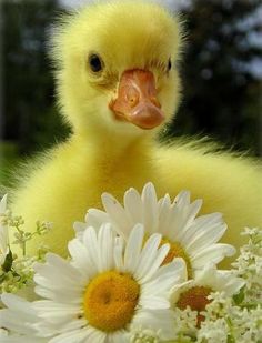 a yellow duck sitting on top of a white flower