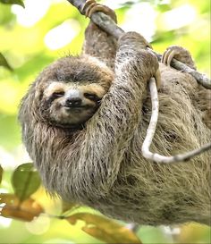 a brown and white sloth hanging from a tree branch