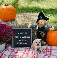 a dog sitting next to a sign that says badger age 7 weeks ready mid - december