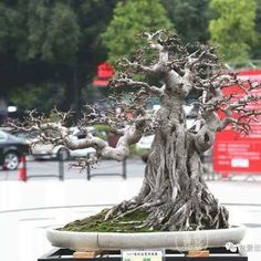 a bonsai tree sitting on top of a table in front of a parking lot