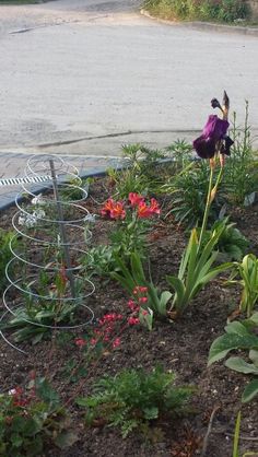 a purple flower sitting in the middle of a garden