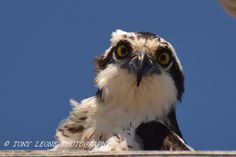 an eagle is looking at the camera while sitting on top of a building with its head turned to the side