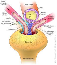 the structure of an animal's body and its structures, including their external organs