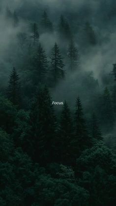 foggy forest with trees and the word focus written in white on it's left side