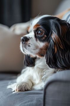 a black and white dog laying on top of a couch