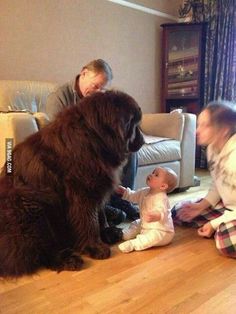 a large brown dog sitting on top of a hard wood floor next to a baby