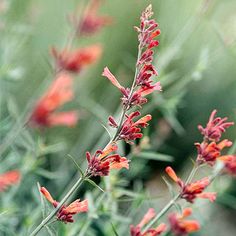 some red flowers that are growing in the grass and one is blurry behind them