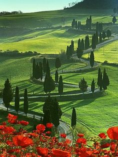 the rolling hills are dotted with poppies and trees