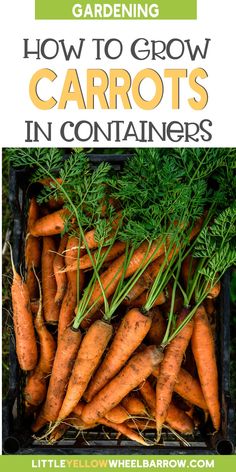 carrots in containers with the title gardening how to grow carrots in containers