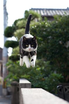 a black and white cat is jumping in the air