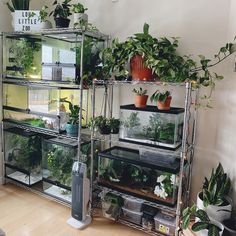 a room filled with lots of green plants and potted plants on top of shelves