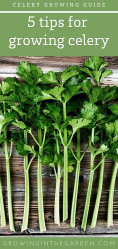 celery growing guide for growing celery from the ground up with text overlay reading 5 tips for growing celery