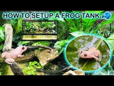 how to set up a frog tank in the garden or pond for geckos