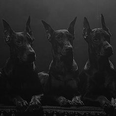 three doberman dogs sitting in front of a black and white photo with the light shining on them