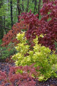 colorful shrubs and trees in the woods