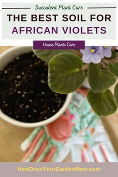 soil for african violets