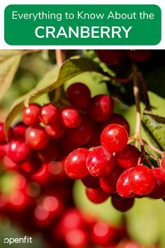 Cranberry Supplements, Healthy Diet Tips, Variety Of Fruits, Nutritional Value, Red Fruit