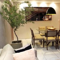 a living room filled with furniture and a potted plant on top of a table