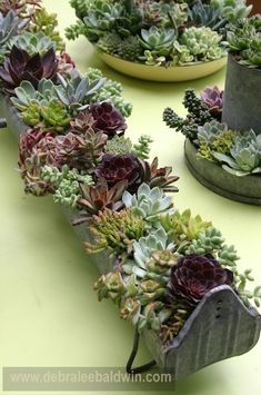 several succulents are arranged in pots on a table