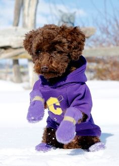 a small brown dog wearing a purple sweater in the snow