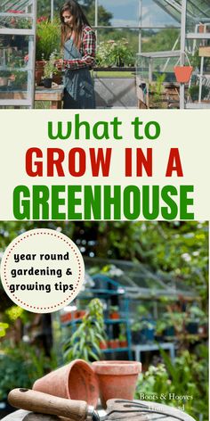 what to grow in a greenhouse year round gardening and growing tips