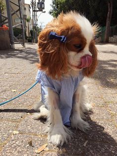 a brown and white dog wearing a blue shirt with a bow on it's head