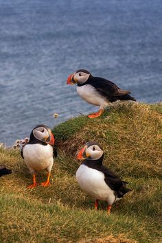 three puffins are standing on the grass by the water