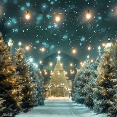 christmas trees are lit up and surrounded by lights