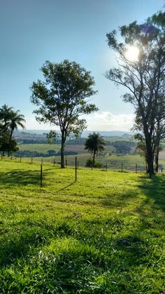 the sun shines brightly on an open field with trees and grass in the foreground