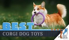 a dog with a toy in it's mouth and the words best corgi toys