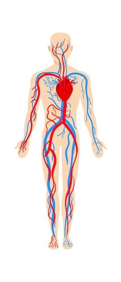 the human body with blood vessels and heart