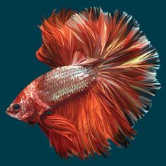 a red and white fish on a blue background