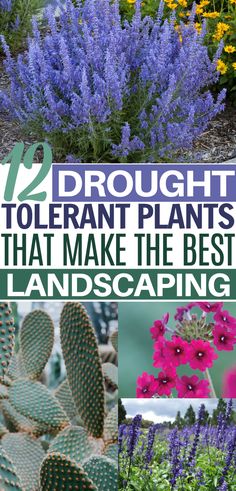 purple flowers and green plants with text overlay that reads, 12 drought to plant plants that make the best landscaping