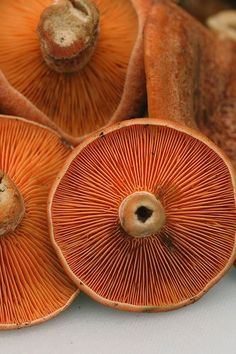 several orange mushrooms are sitting on the table