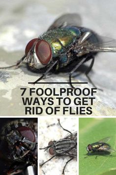 several flies with the words 7 foolproof ways to get rid of flies on them