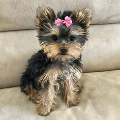 a small dog sitting on top of a couch next to a pink bow in it's hair