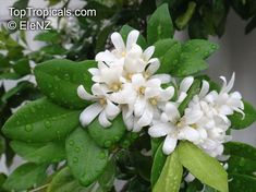 white flowers with green leaves and drops of water on the top tropicals com e - enz