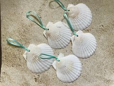 four seashells are tied together on the sand