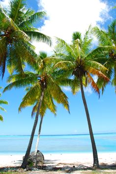 three palm trees on the beach with blue water in the background