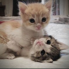 two kittens playing with each other on the bed