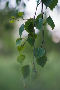 green leaves hang from a tree branch in the sun on a blurry, blurred background