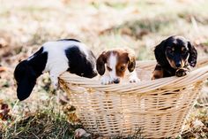 three puppies are sitting in a basket outside