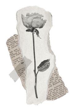 an altered photograph of a rose with newspaper pages around it and torn paper on the side