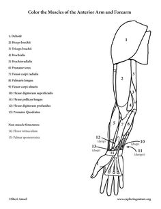 an arm and forearm diagram showing the muscles