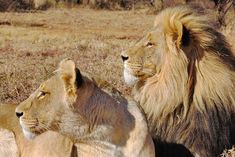 two lions sitting next to each other in a field with dry grass and bushes behind them